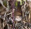 Cetti's Warbler