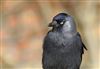 Jackdaw