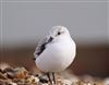 Sanderling