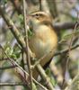 Sedge Warbler