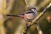 Long-tailed Tit