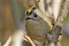 Goldcrest