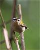 Firecrest