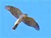 Sparrowhawk