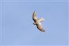 Sparrowhawk