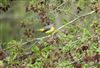 Grey Wagtail