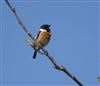 Stonechat