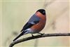 Bullfinch