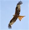 Red Kite