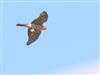 Sparrowhawk