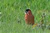 Bullfinch