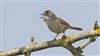 Whitethroat