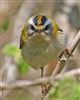 Firecrest