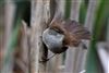 Cetti's Warbler