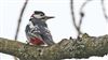 Great Spotted Woodpecker