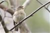 Chiffchaff