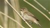 Reed Warbler