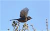 Dartford Warbler