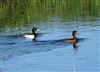 Tufted Duck