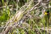 Sedge Warbler