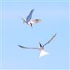 Common Tern