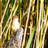 Reed Warbler