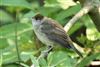 Blackcap