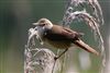 Reed Warbler