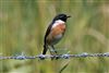 Stonechat