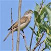 Whitethroat