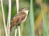 Sedge Warbler