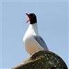 Mediterranean Gull