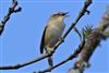 Sedge Warbler