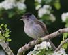 Blackcap