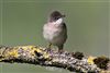 Whitethroat