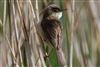 Reed Warbler