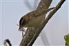 Sedge Warbler