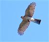 Sparrowhawk