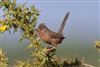 Dartford Warbler