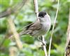 Blackcap