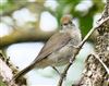 Blackcap