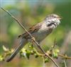 Whitethroat