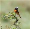 Redstart