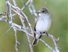 Spotted Flycatcher