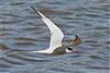 Common Tern