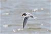 Little Tern