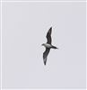 Arctic Skua