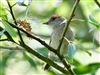 Blackcap