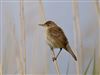 Reed Warbler