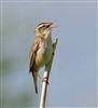 Sedge Warbler